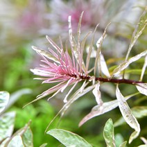 수초-루드위지아 슈퍼화이트 2촉-수족관 수중식물/헬로아쿠아