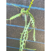 공기정화식물 립살리스 쇼우 생선뼈선인장 행잉식물 139 50-70cm