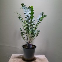 [공룡꽃식물원] 유칼립투스 블랙잭 99, 1개