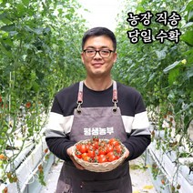 구매평 좋은 싱싱한스테비아토마토 추천순위 TOP100 제품