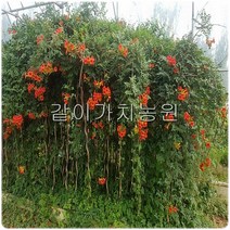 같이가치농원 능소화나무 (H2.0 내외) 개화주