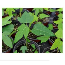 파파야 플라스틱포트모종 2개