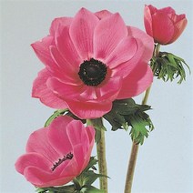 [씨앗]아네모네-모나리자 오키드쉐이드임프로브드 10립