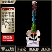 인체 척추 모형 1대1 성인 척추뼈 모형 경추 요추 인간의 뼈 모델 골격, 45cm C + 1개