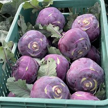 콜라비 제주산지직송 아삭아삭 영양만점 산지직송 3kg 5kg 10kg 15kg, 못난이 콜라비 5kg(실중량 4.5kg 이상)