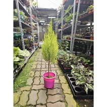 로켓스타일 핫도그수형 외목대 율마 대품 60~90cm 249