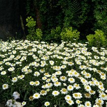 베이스는 직접 꽃 씨앗을 심기 쉬운 프랑스 사계절을 합니다 작은 신선한 카모마일 Oxeye 종자, 훌륭한, 100 그램