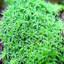 초등관찰과학실험용 솔이끼(암그루 수그루) 체험학습 논리학습 창의력, 암그루