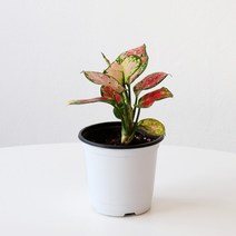 아글레오네마 슈퍼스타 지리홍 식물 모종 중품 마이플랜트, 1개