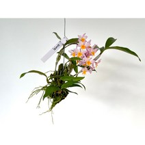 (단일상품)덴드로비움 파메리 목부작 인테리어식물