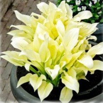 뿌리가식묘]호스타(옥잠화)-백색깃털 : 10cm분 Q2103, 1개