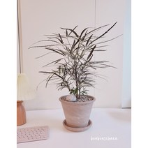 아랄리아키우기 아라리아 중품사이즈 인스타유행식물 감성 카페인테리어 토분 수형이풍성한 관엽, 아랄리아 토분세트