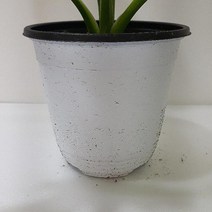 호프셀렘(중) 실내공기정화식물 공기청정식물 호프셀렘키우기 호프셀렘 셀렘 집에서키우는식물 집에서키우기쉬운식물 그늘에서잘자라는식물;joo:na, ※­선택:상품선택▣