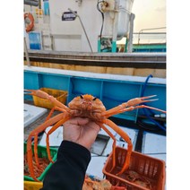 안녕수산물 나홀로 홍게 3kg 자숙 제철 박달 삼척 속초 영덕 포항 선주직송, 프리미엄 연지홍게 3kg내외 10-12마리, 1개