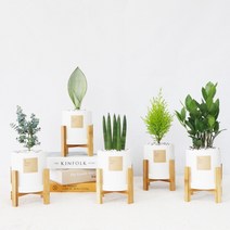 꽃피우는청년 실내에서 키우기 쉬운 공기정화식물 (무광 원형 화분 + 우드 스탠드), 화이트, 산호수
