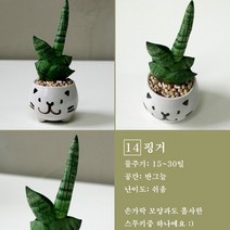 보거스플라워 미니다육이 산세베리아 스투키 정야 베이비핑거 홍미인 귀여운화분, 1개, 핑거