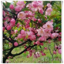 목하원예조경 서부해당 수사해당 (분홍꽃) R3전후 개화주