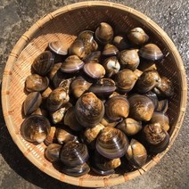 뿔소라1kg 개조개 제철 캠핑모듬조개 해물찜 탕 해산물 수산물 어패류 바지락 째복 명주 비단 갈미 백합조개 백상합 모시 대왕 참가리비구이 키조개 전복 삐뚤이 참소라 밀고동 돌조개, 1개, 1kg