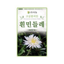 다농 흰민들레 씨앗 100립, 다농흰민들레씨앗(100립)