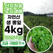 [산지농가직송] 국산 자연산 유기농 생 뽕잎 1kg 2kg 4kg 애완 누에 안시 새우 달팽이 육지거북 거북이 식물성 물고기 오토싱 가오리비파 밥 사료 먹이 먹이용 뽕나무 잎, 1개