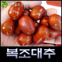 대추나무 복조대추나무묘목 대추나무묘목 약나무 과일나무 조경수, 1개