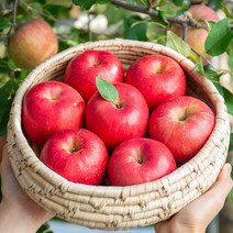 껍질째먹는 최상급 부사 꿀 사과 5kg 로얄과, 정품 햇사과 5kg(19-20과)