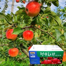 껍질째 먹는 청송 꿀 사과선물세트_부사 5kg 23-25과, 단품