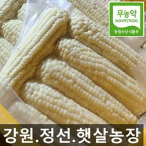 햇살농원 강원도 정선 냉동 미백 찰 옥수수 20개 (찜 후 진공 냉동), 30, 미백(냉동)찰옥수수(찜후냉동)