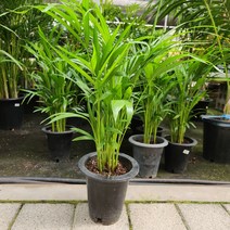 아레카야자 기본검포트 꽃비관엽, 1개