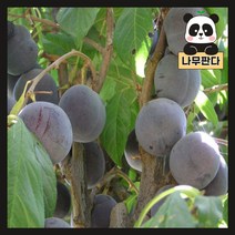 (나무판다) 서양자두 나무 묘목 시리즈, 1. 푸룬 접목1년