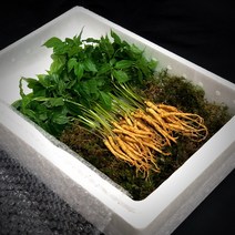삼록초농원 새싹삼 새싹인삼, 1box, 중 50뿌리