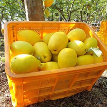 [산지직송] 안동 배영태님의 향기가득 모과 5kg, 소 5kg