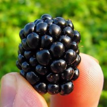 내고향푸드 국내산 블랙베리 슈퍼복분자 햇복분자 2.5kg - 10kg, 특품10kg