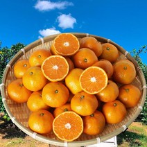 내고향농수산 2022년 제주 황금향 3KG 제주감귤 노지귤 조생귤 5kg 10kg, M사이즈