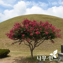 [나무인] 배롱나무(목백일홍) 개화주 지름8cm (차량배송)