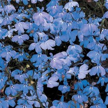 로벨리아 레가타 시리즈 컬러선택(종자 꽃씨앗 / 10립)Regatta Lobelia, 스카이블루