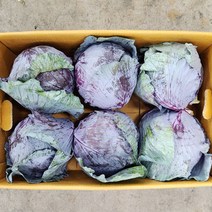 야채24닷컴 적채 적양배추 1통(개) 900g, 1개