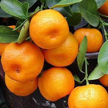 새콤달콤 탱글탱글 청정제주 제주감귤3kg, 하우스귤 3kg