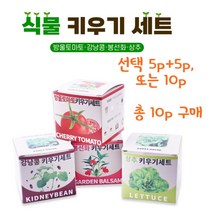 쉬운 식물키우기 재배 키트 방울토마토 강낭콩 봉선화 상추 취미 학습용, 방울토마토5p+상추5p