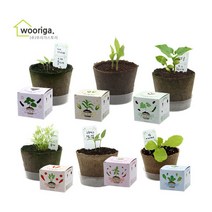 [우리가스토리] 미니화분 키우기 옥수수 당근 고추 상추 식물키우기, 선택:01) 팜팜농장 - 강낭콩