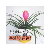 트리바이제이 보라꽃 틸란 실내공기정화식물 인테리어식물 거실화초