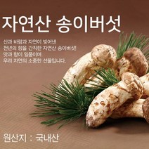23년 9월 수확 양양 자연산 생송이 버섯, 500g, 생자연송이/(특품2)