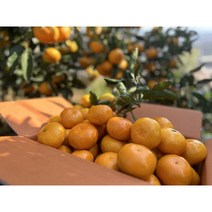 [맨도롱 감귤] - 제주도 서귀포 감귤 5kg 10kg 감귤, 5kg 쥬스용