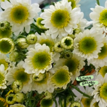 소국 포드 화이트 [4포트] (복남이네 야생화 모종 국화), 4개