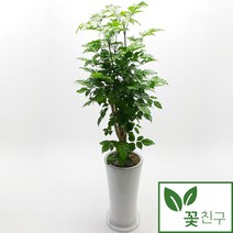 꽃친구 녹보수 개업 축하 집들이 식물 나무 화분 사무실 전국당일배송, 1개