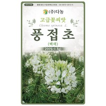 큰꽃 천일홍 선홍색 100립 - 야생화 씨앗 꽃씨 씨 꽃씨앗 야생화씨앗 고급꽃씨 고급꽃씨앗 천일홍씨앗 천일홍씨 천일초, 17_다농_풍접초(백색)(0.5g)