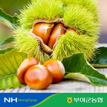 [부여군농협] 굿뜨래 햇 알밤 2kg 대사이즈, 1개