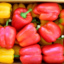 [산정] 국내산 파프리카 빨/노 혼합(못난이) 1kg 2kg, 못난이 파프리카 (빨/노 혼합) 2kg