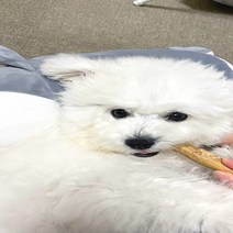 강아지 리얼 커피츄 커피나무 우드스틱 아기 새끼강아지 입질 혼자있을때 다녀올개, 커피나무 우드스틱M