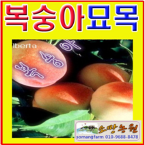 (D소망)경봉 백도복숭아나무묘목 접목1년 1그루
